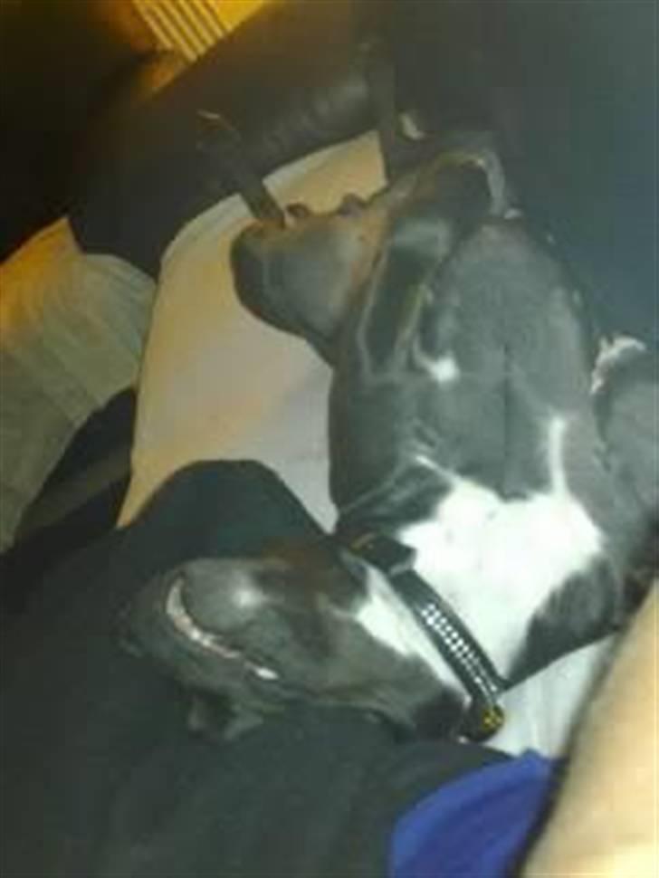 Amerikansk staffordshire terrier Freja billede 2