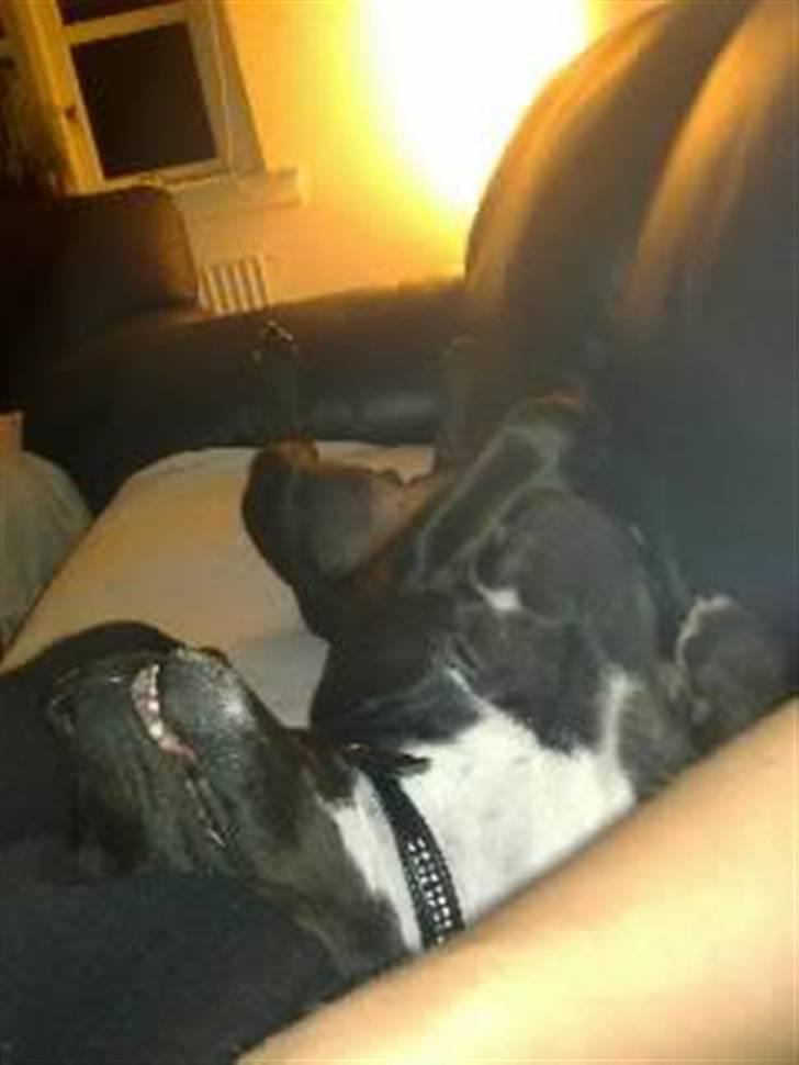 Amerikansk staffordshire terrier Freja billede 3