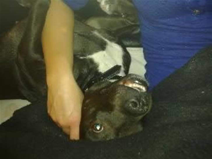 Amerikansk staffordshire terrier Freja billede 4