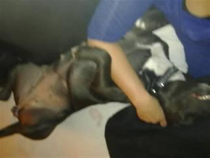 Amerikansk staffordshire terrier Freja billede 5