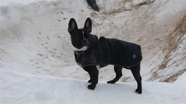 Fransk bulldog Diva billede 13