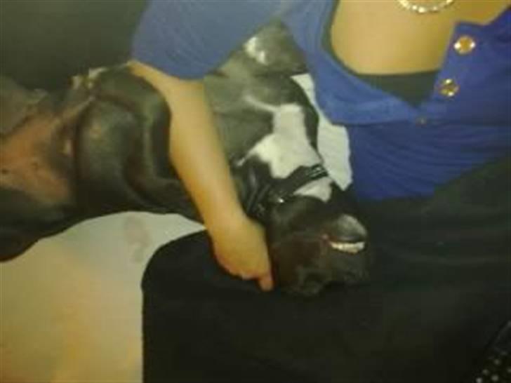 Amerikansk staffordshire terrier Freja billede 6