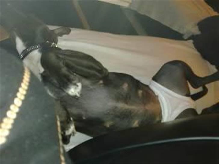 Amerikansk staffordshire terrier Freja billede 7