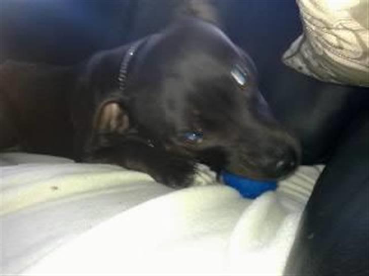 Amerikansk staffordshire terrier Freja billede 8