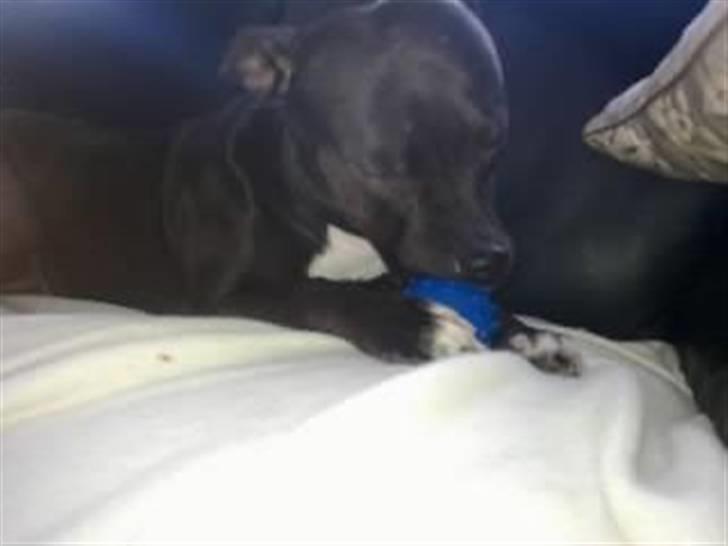 Amerikansk staffordshire terrier Freja billede 9