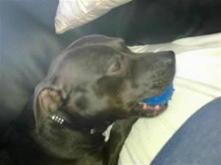 Amerikansk staffordshire terrier Freja billede 10