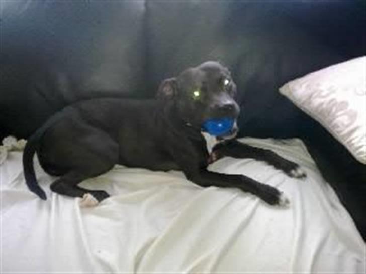 Amerikansk staffordshire terrier Freja billede 11