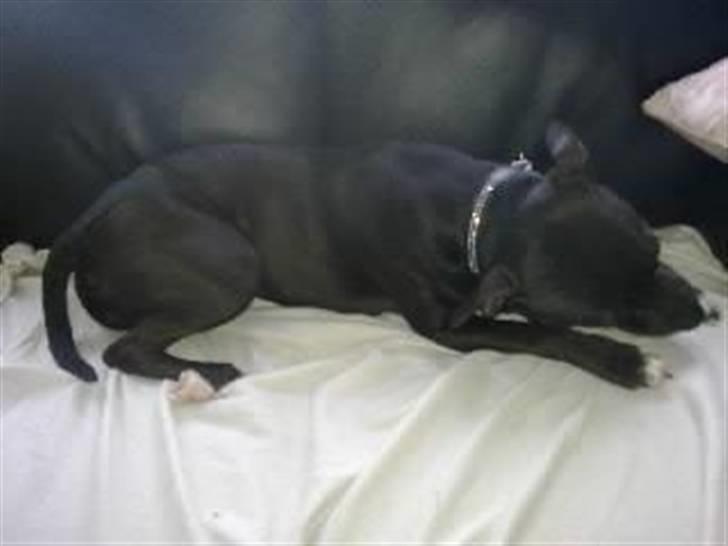 Amerikansk staffordshire terrier Freja billede 12