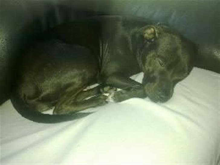 Amerikansk staffordshire terrier Freja billede 13