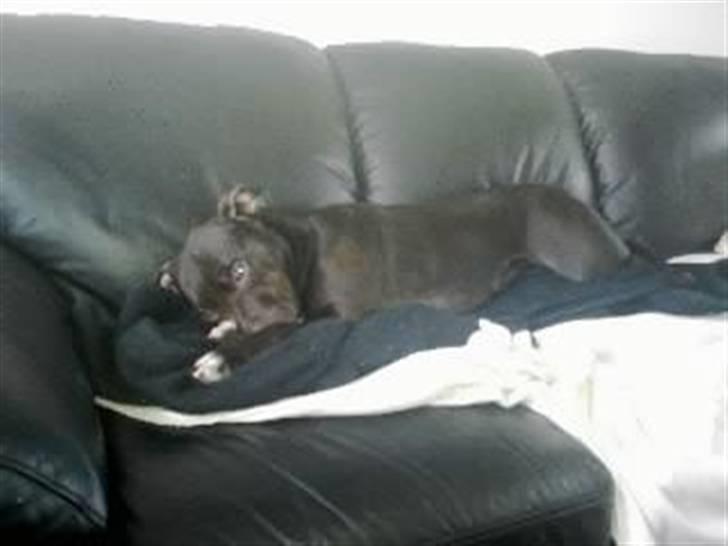 Amerikansk staffordshire terrier Freja billede 14