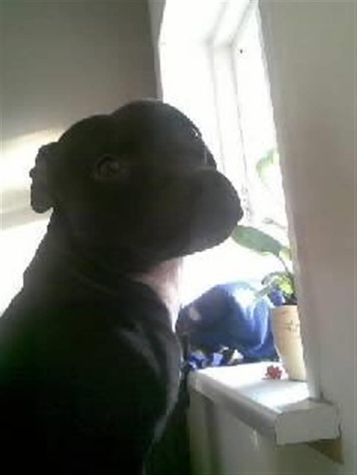 Amerikansk staffordshire terrier Freja billede 15