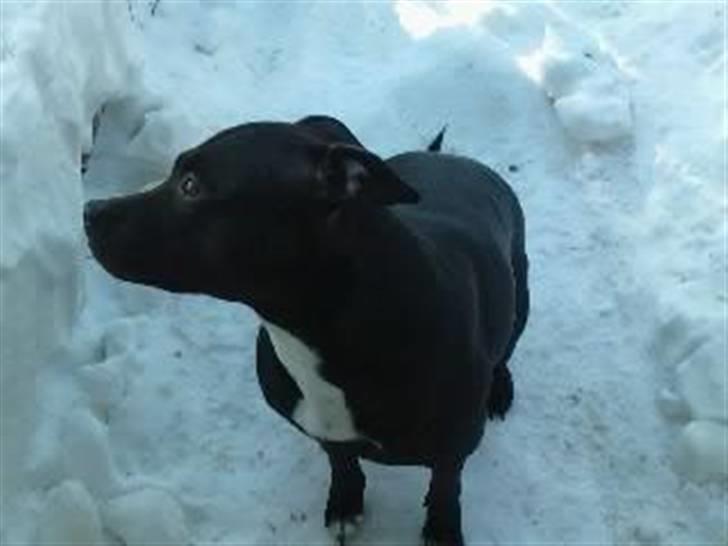 Amerikansk staffordshire terrier Freja billede 16