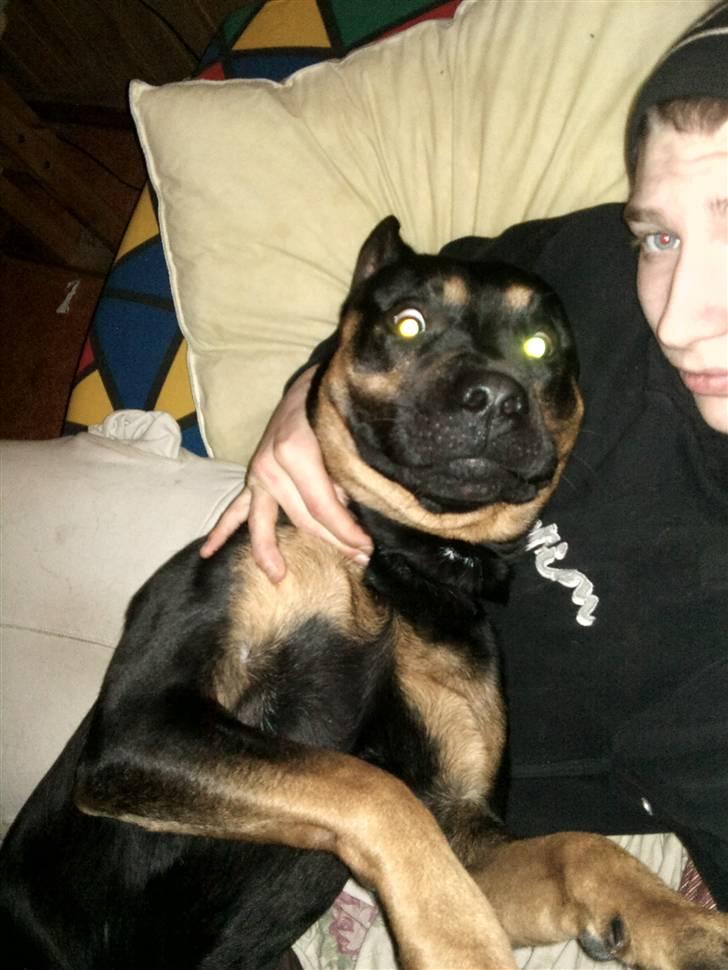 Blanding af racer Milo R.I.P billede 14