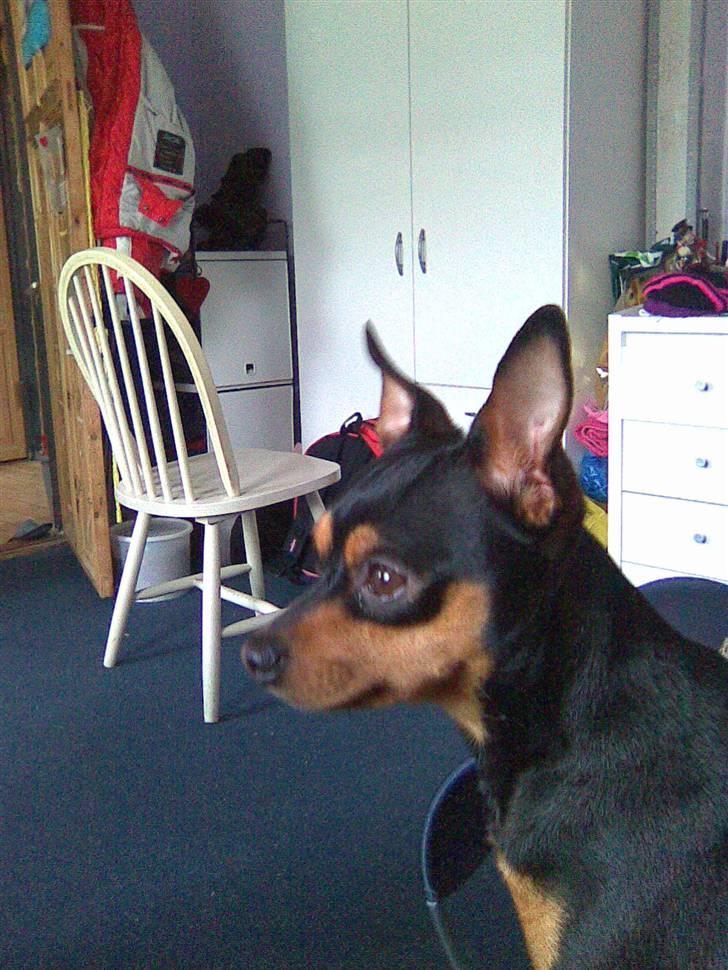 Dvaergpinscher Måns billede 15