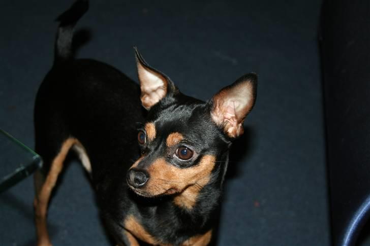 Dvaergpinscher Måns billede 16