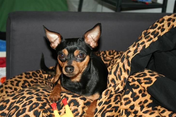 Dvaergpinscher Måns billede 17