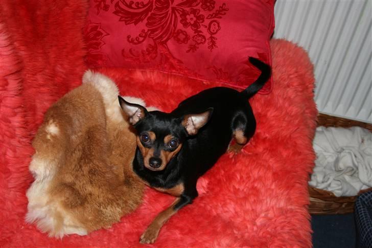 Dvaergpinscher Måns billede 18