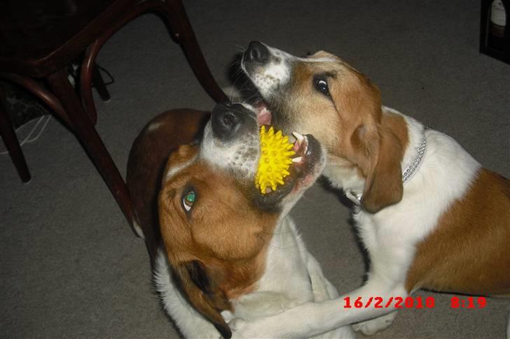 Blanding af racer Balder<3 billede 16