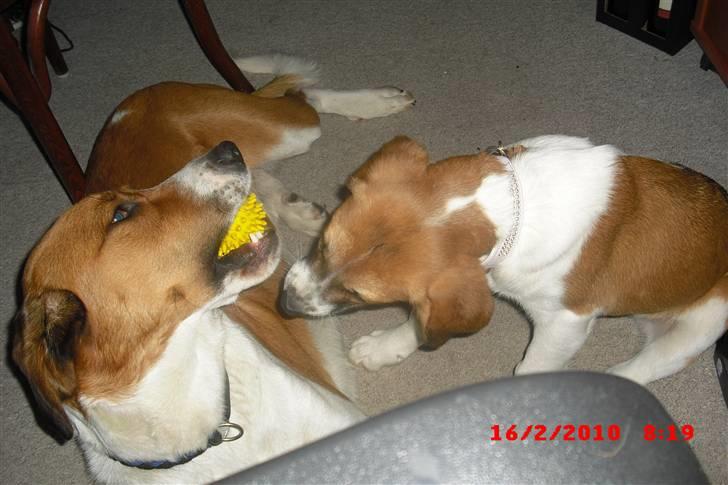 Blanding af racer Balder<3 billede 17