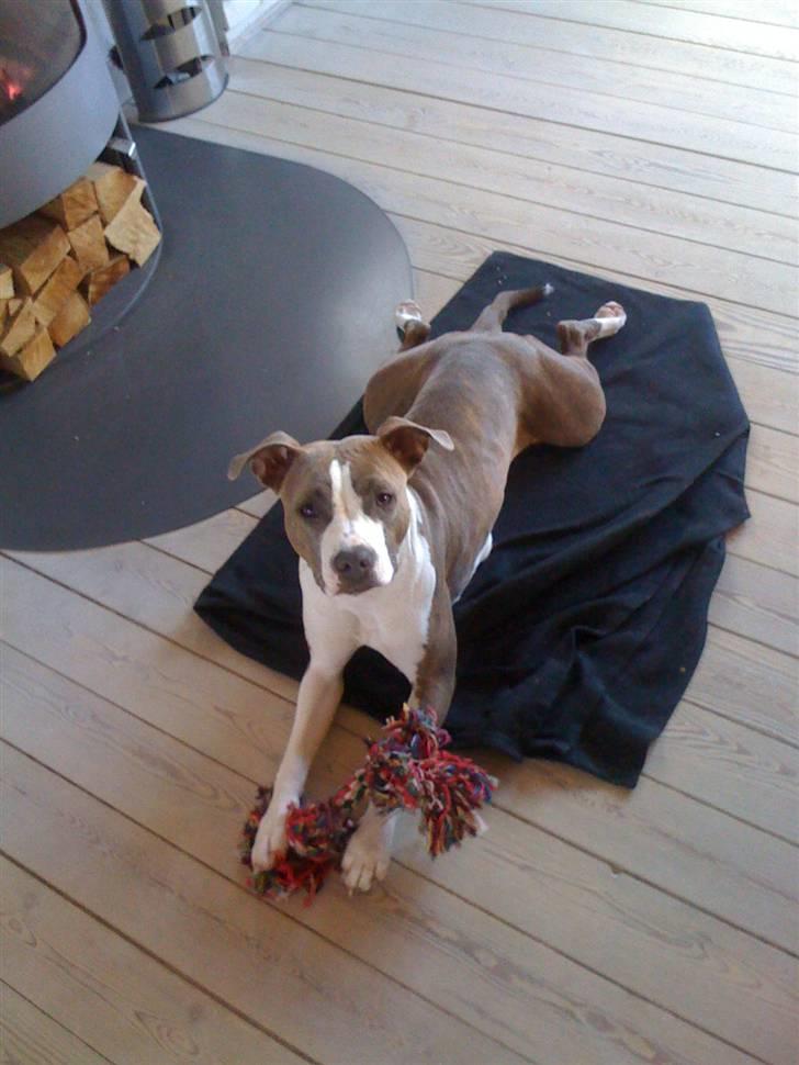 Amerikansk staffordshire terrier Monique billede 1