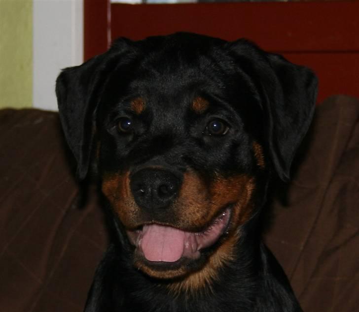 Rottweiler Haiki's Bacille * Død* billede 12