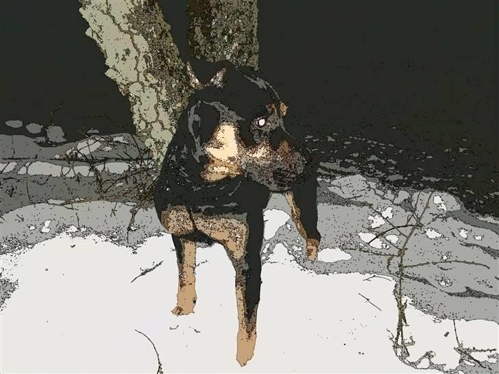 Blanding af racer Milo R.I.P billede 15