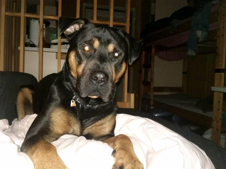 Blanding af racer Milo R.I.P billede 16