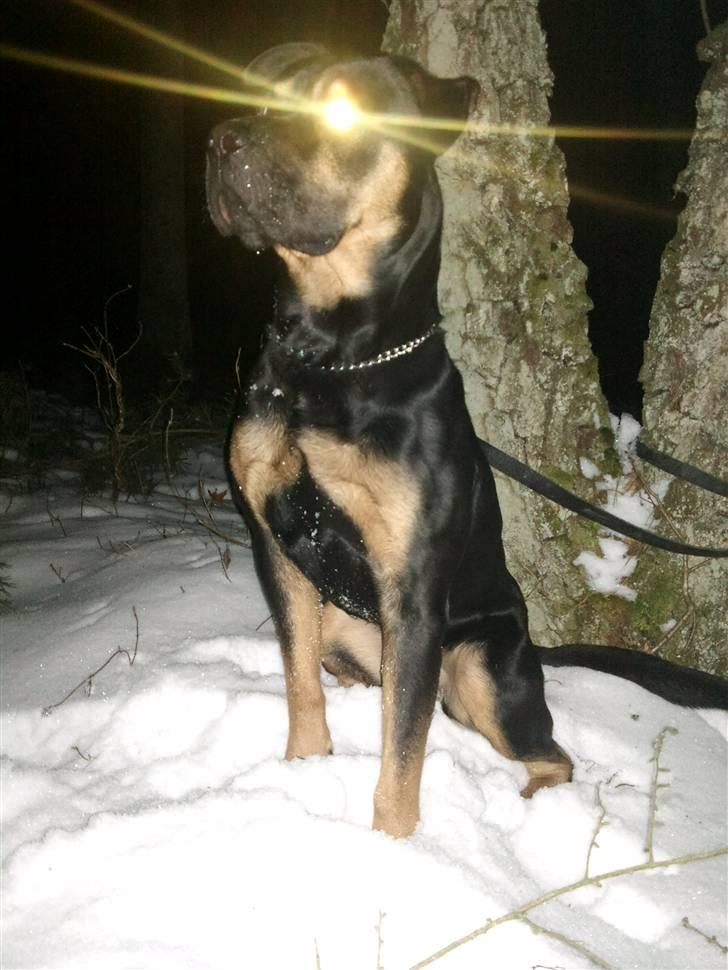 Blanding af racer Milo R.I.P billede 17