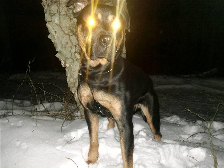 Blanding af racer Milo R.I.P billede 18