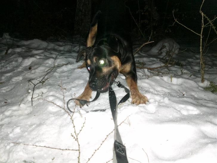 Blanding af racer Milo R.I.P billede 19