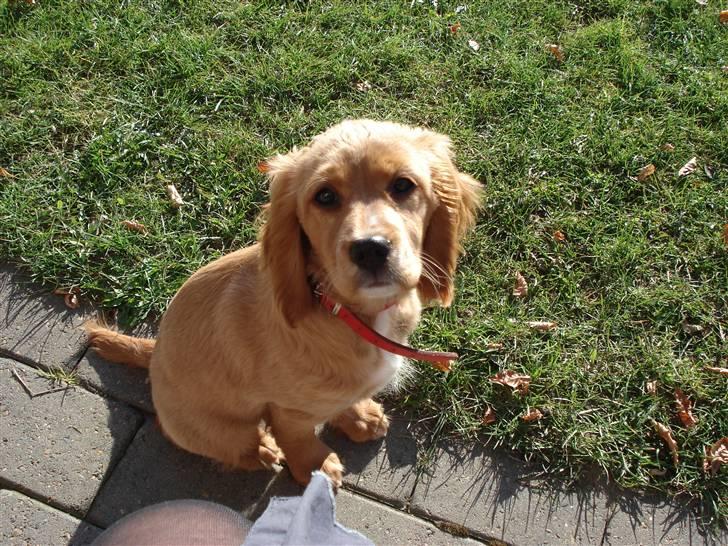 Blanding af racer Ciara - velkommen til min profil! -jeg er Ciara! (: billede 1