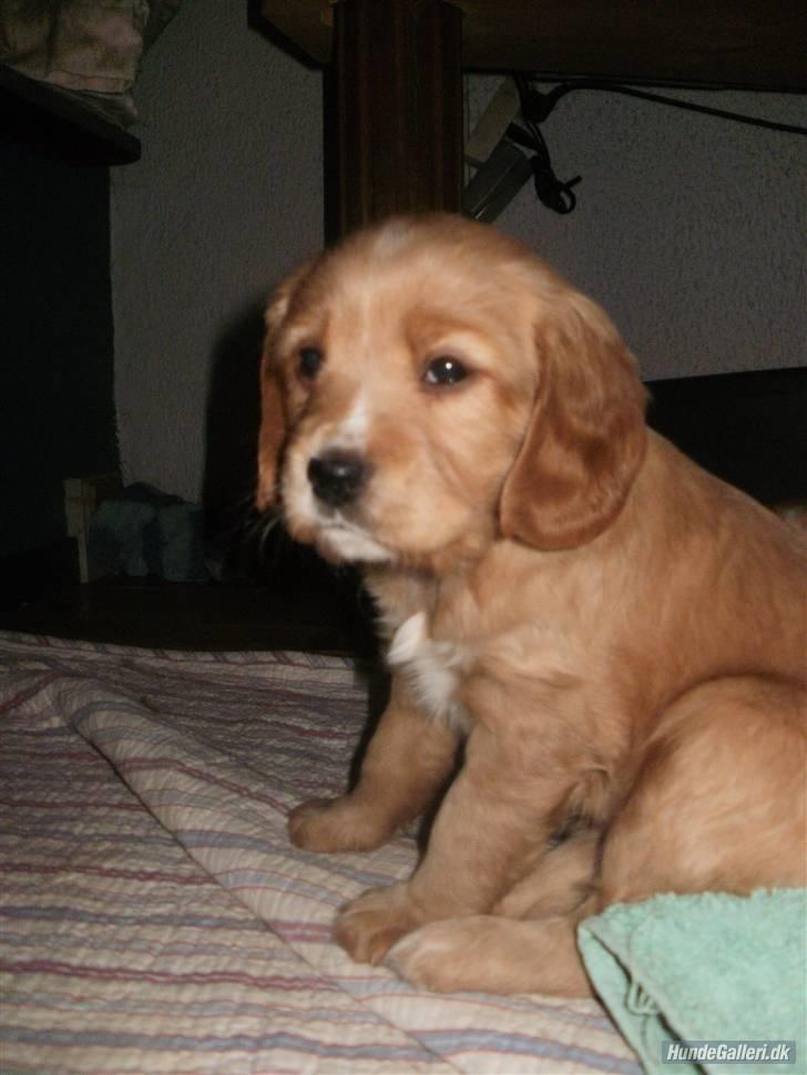 Blanding af racer Ciara - ..godmorgen.. billede 2