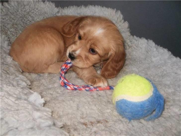 Blanding af racer Ciara - mmh, dejligt med noget at bide i! billede 3