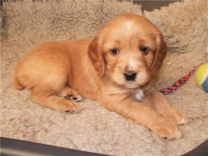 Blanding af racer Ciara - min lille prinsesse!  billede 4