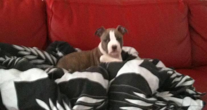 Amerikansk staffordshire terrier Monique billede 2