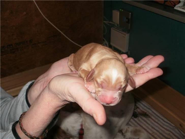 Blanding af racer Ciara - nyfødt (: billede 5