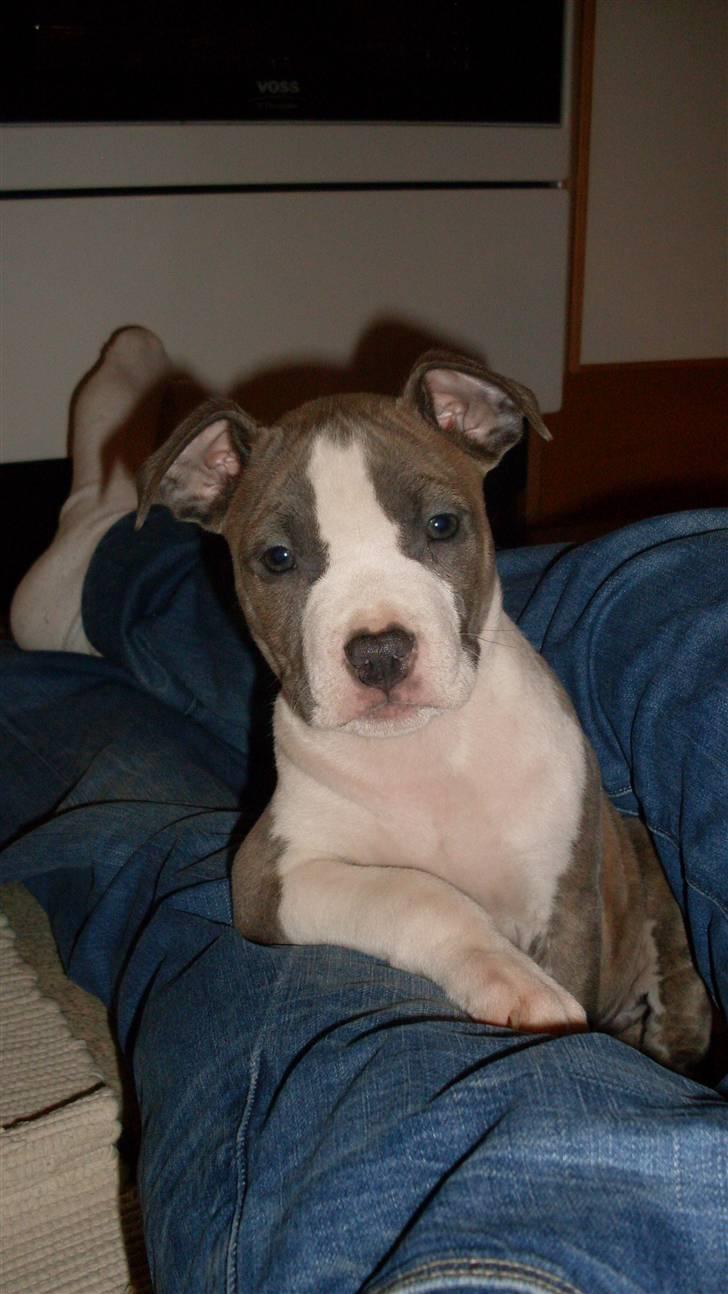 Amerikansk staffordshire terrier Monique billede 3