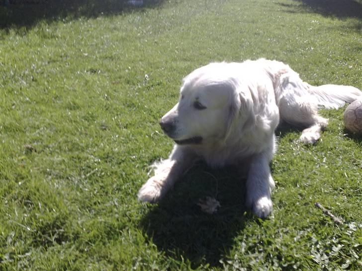 Golden retriever niki - elsker at gnave ben billede 6
