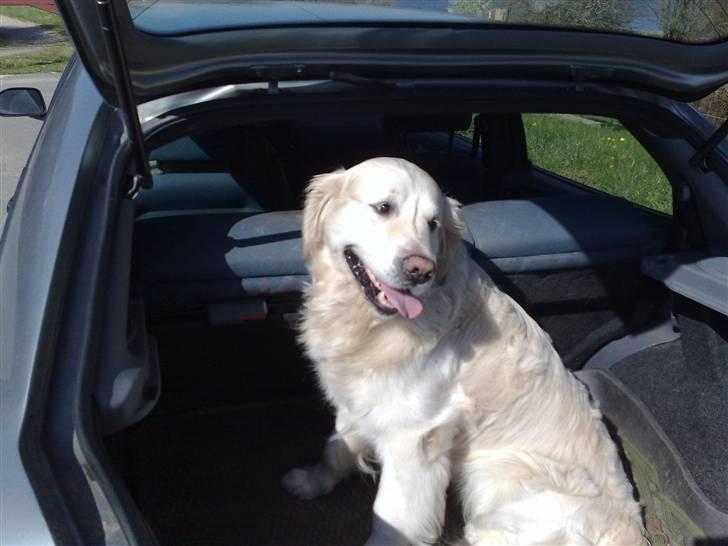 Golden retriever niki - kan godt lide at køre tur i bil billede 7