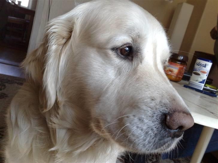Golden retriever niki - nu må jeg heller sidde helt stille billede 8
