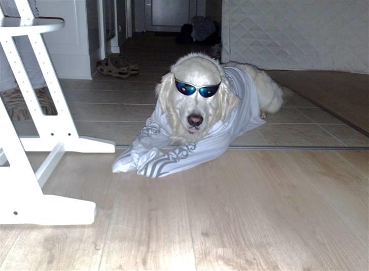 Golden retriever niki - er jeg ikke bare skøn billede 9