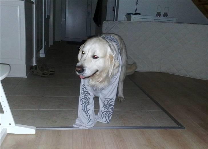 Golden retriever niki - ser jeg ikke godt ud billede 10