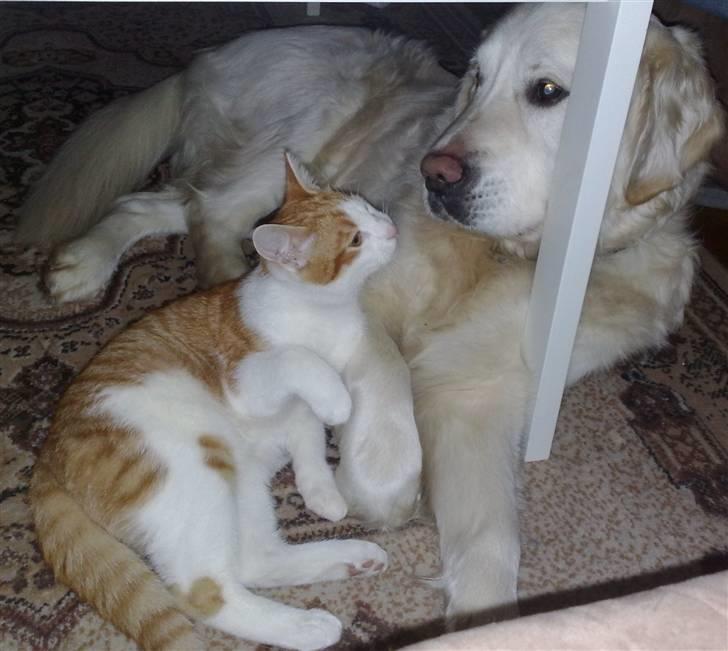 Golden retriever niki - vi er bare gode venner billede 11