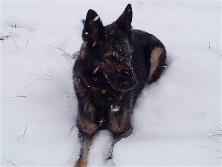 Schæferhund Sund Hund Ella billede 13