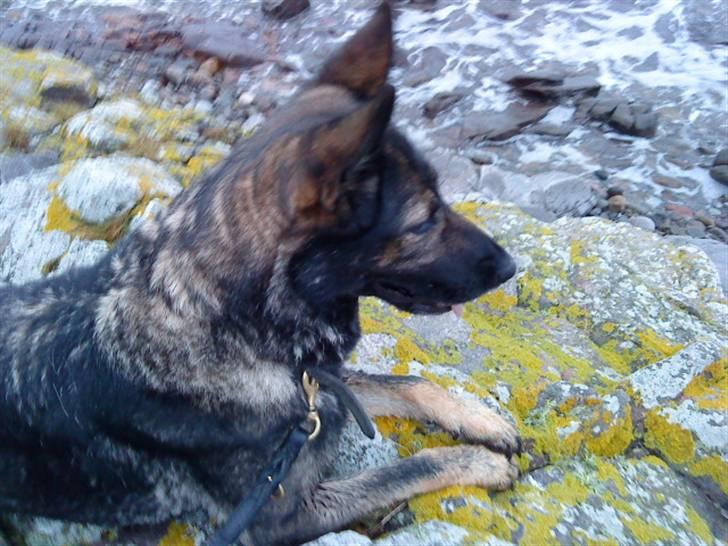 Schæferhund Sund Hund Ella billede 14