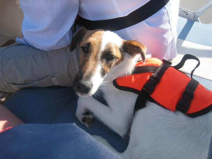 Glathåret foxterrier Mille (himmelhund) billede 6