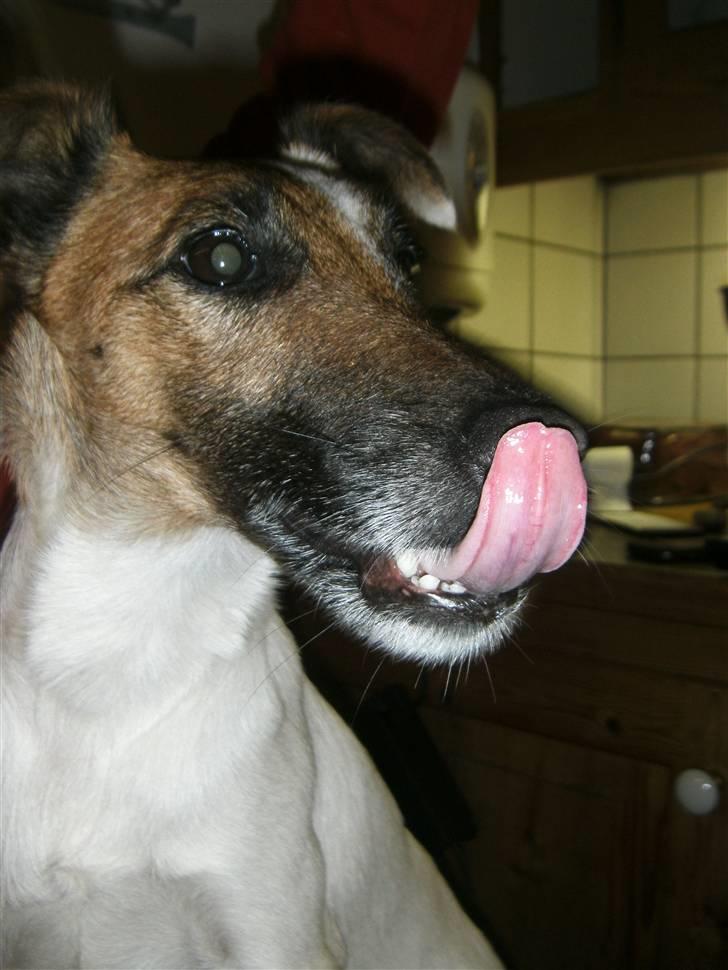 Glathåret foxterrier Mille (himmelhund) billede 7