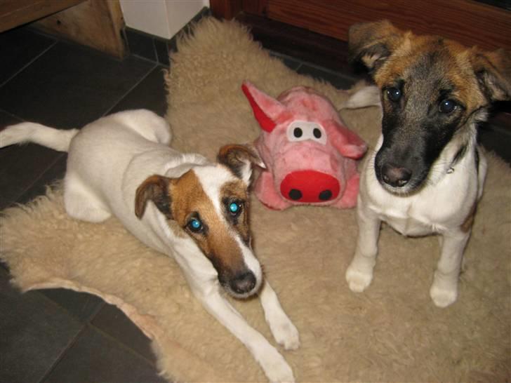 Glathåret foxterrier Mille (himmelhund) billede 8