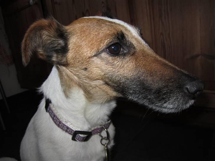 Glathåret foxterrier Mille (himmelhund) billede 10