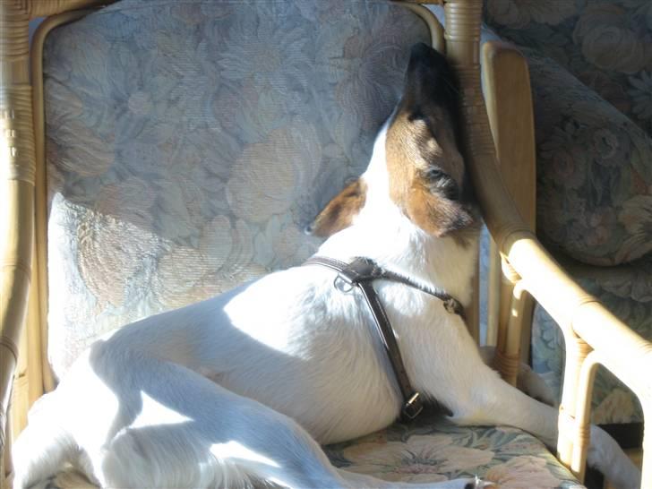 Glathåret foxterrier Mille (himmelhund) - Sjov måde og slappe af på :) billede 12